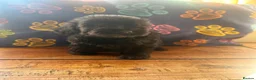 Cockapoo dogs for sale: Last little boy looking for his forever home  - Advert 7