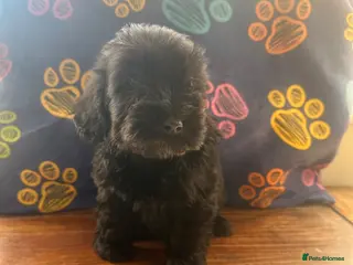 Cockapoo dogs cockapoos looking for forever home 2 left! Ovno - Advert 2