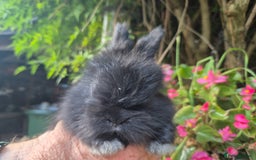 Angora rabbits for sale: The cutest black beauties 🖤 - Image 22