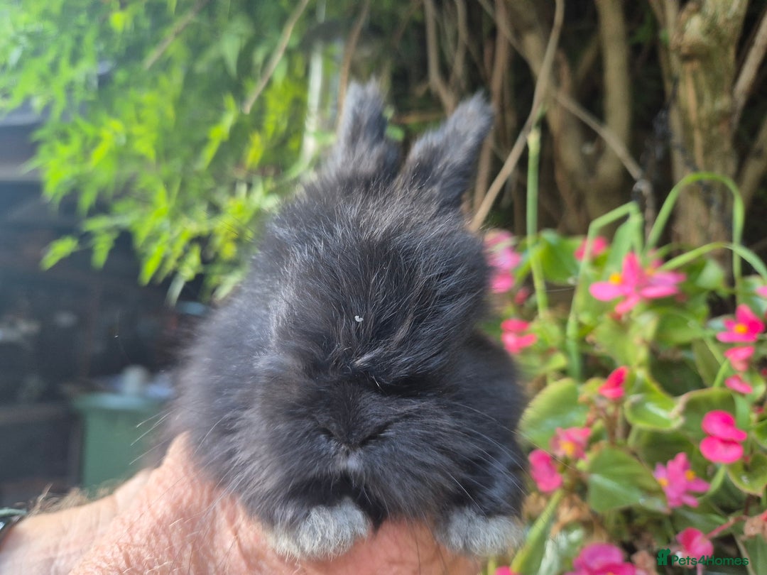 Angora rabbits for sale: The cutest black beauties 🖤 - Image 22
