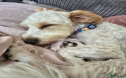 Mixed Breed dogs for sale: Beautiful teddy - Image 3