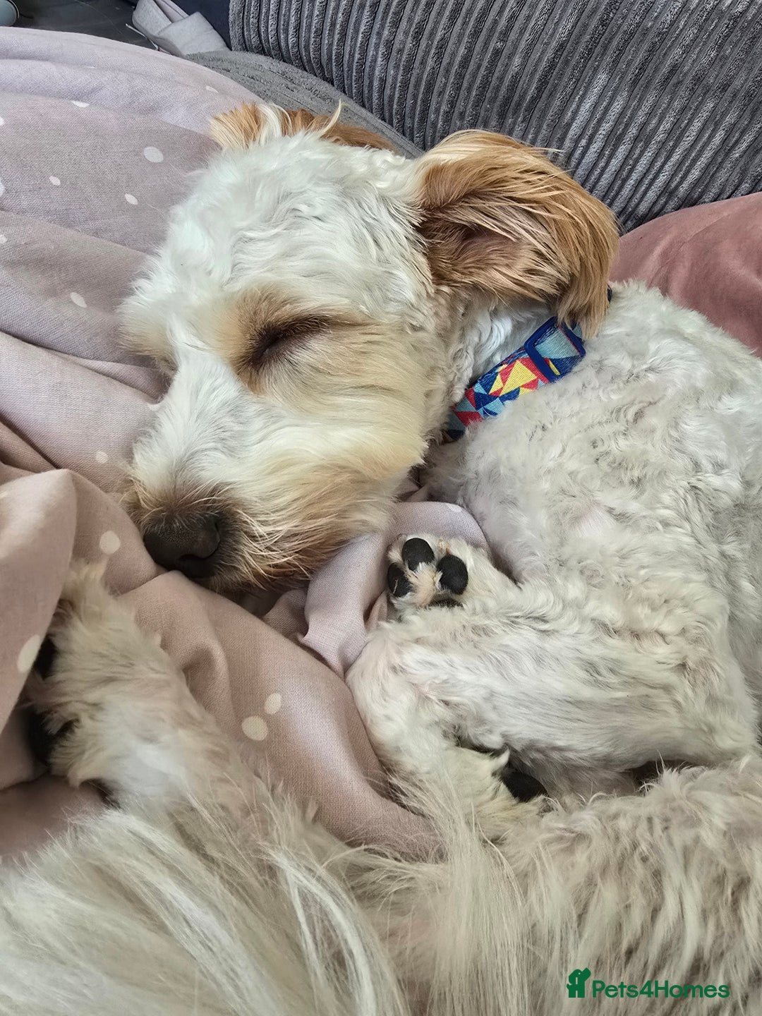 Mixed Breed dogs for sale: Beautiful teddy - Image 3