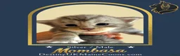 Maine Coon cats for sale: Full Pedigree Silver Maine Coon Kittens - Advert 7