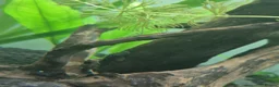 Plecos fish for sale: 3 Dark Bristlenose Pleco Baby Fish - Advert 2