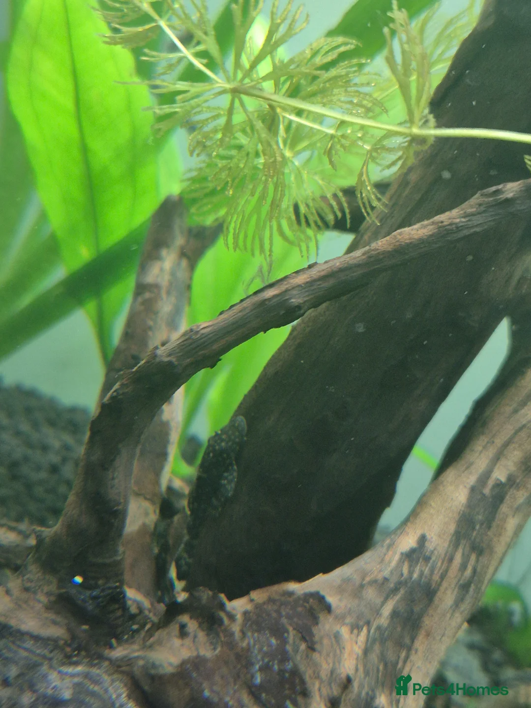 Plecos fish for sale: 3 Dark Bristlenose Pleco Baby Fish - Advert 2