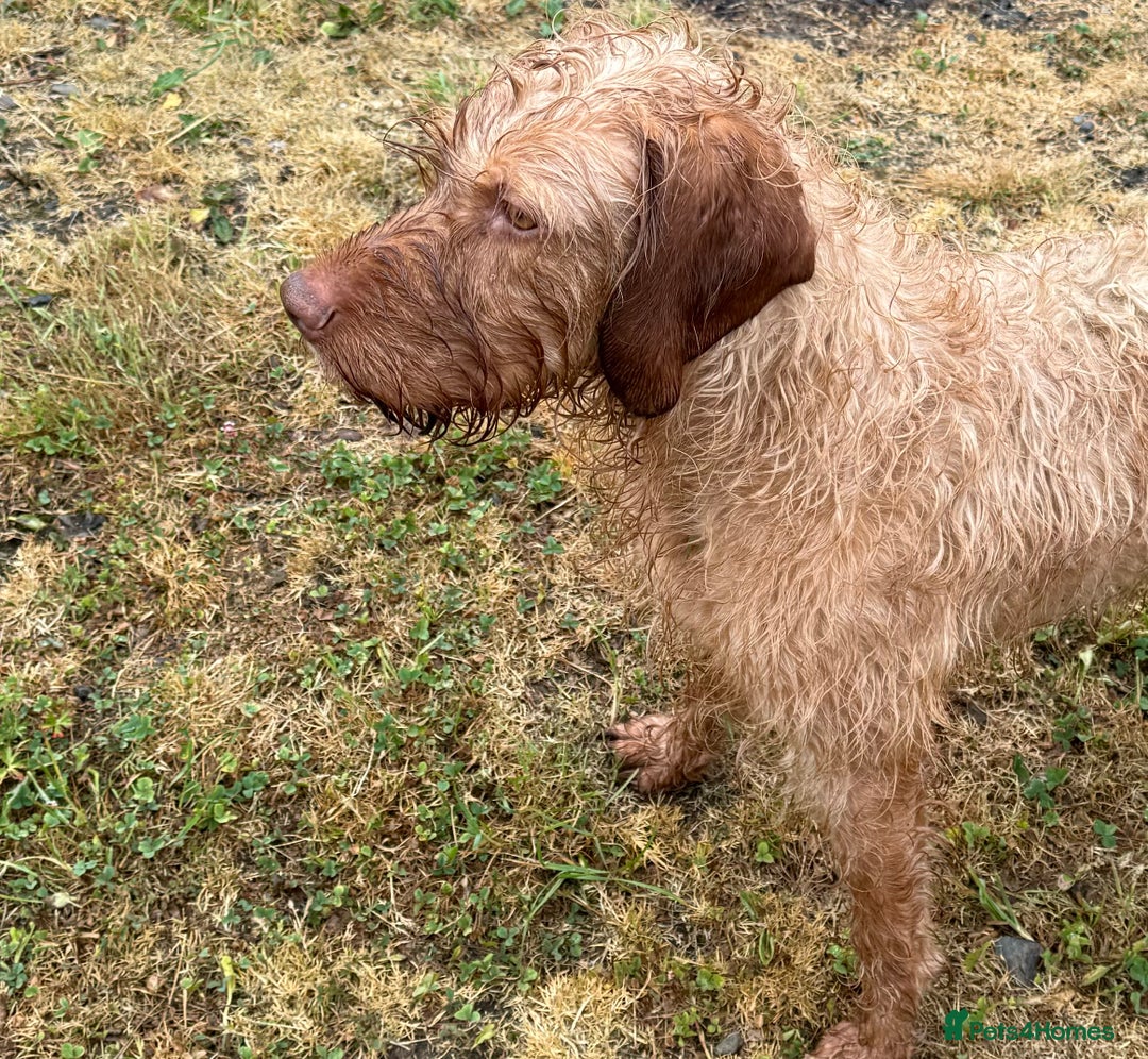 Hungarian Vizsla dogs for sale: KC Reg Hungarian Wirehaired Vizsla Female For Sale - Image 1