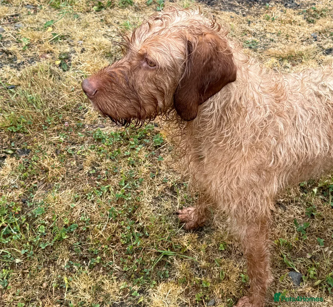 Hungarian Vizsla dogs for sale: KC Reg Hungarian Wirehaired Vizsla Female For Sale - Advert 1