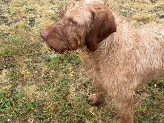 Hungarian Vizsla dogs KC Reg Hungarian Wirehaired Vizsla Female For Sale - Advert 16