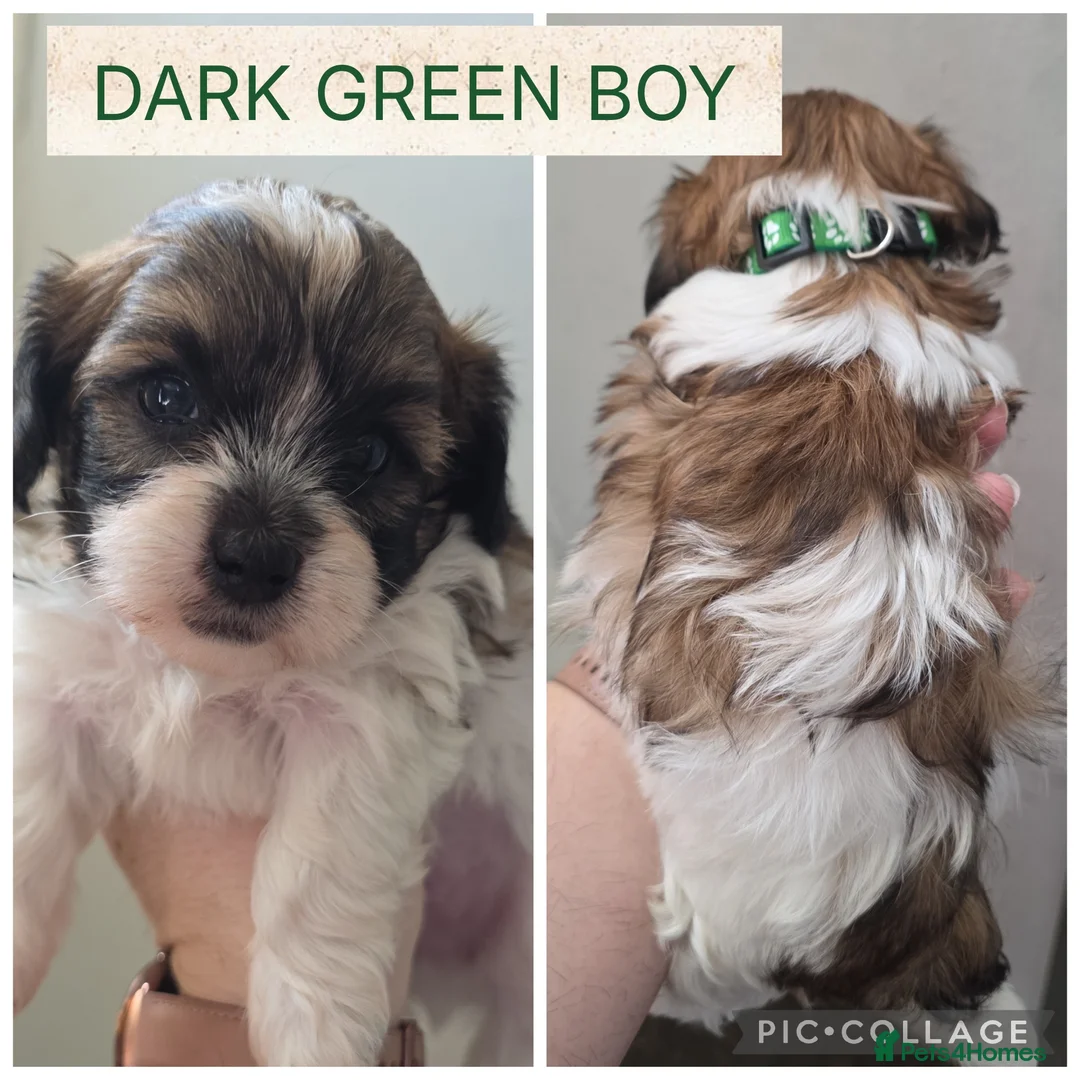 Shorkie dogs for sale: Shorkie puppies  - Advert 2