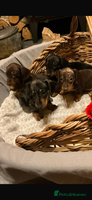 Miniature Dachshund dogs MINIATURE DACHSHUND PUPPIES - Advert 3