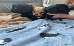 Cavapoo dogs for sale: Adorable cavapoo pups  - Advert 4