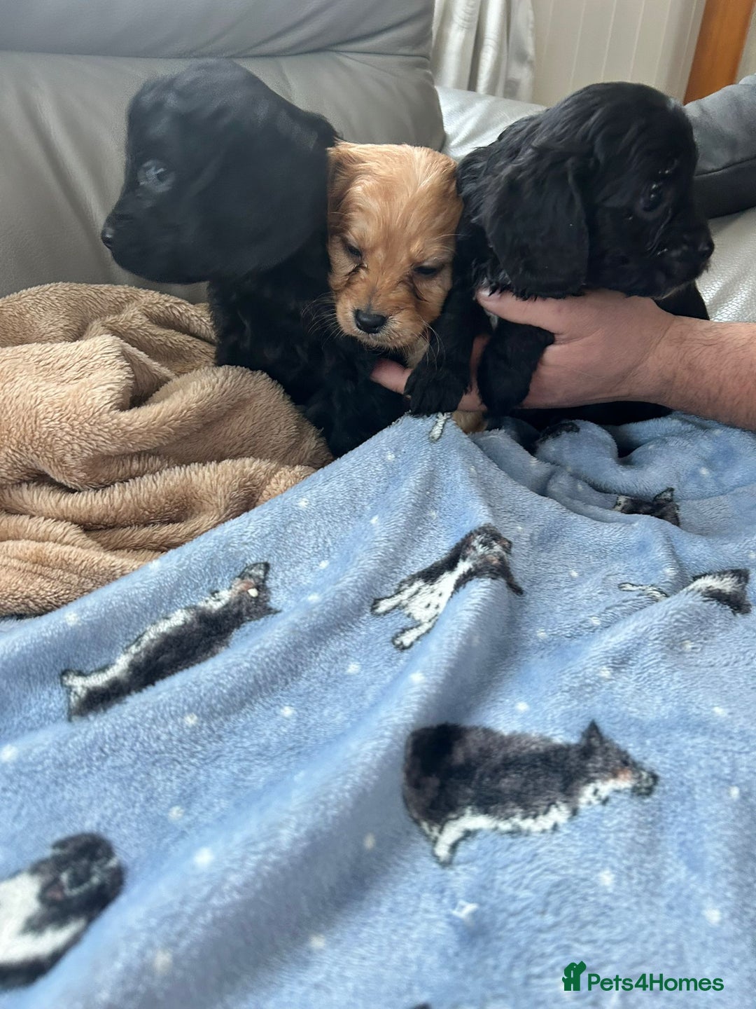 Cavapoo dogs for sale: Adorable cavapoo pups  - Advert 4