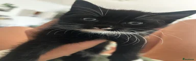 Mixed Breed Kitten 1