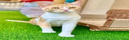 Mixed Breed cats for adoption: Female Rescue Cat for Indoor-Only Adoption - Advert 4