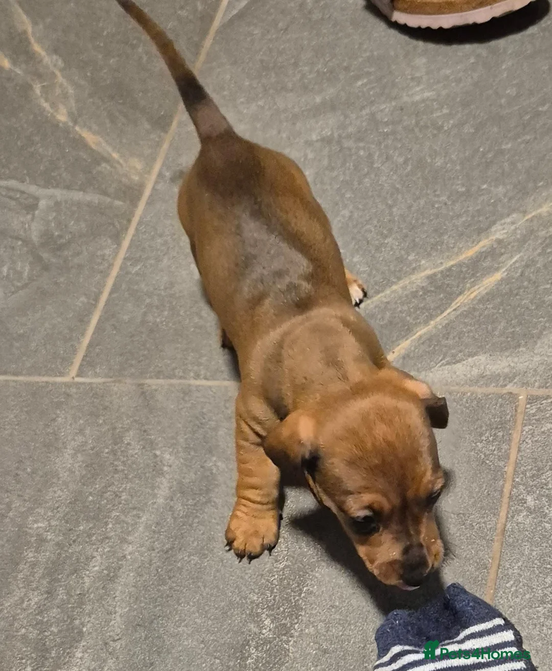 Miniature Dachshund dogs for sale: Miniature Dachshund Puppies  in Caernarfon - Advert 2