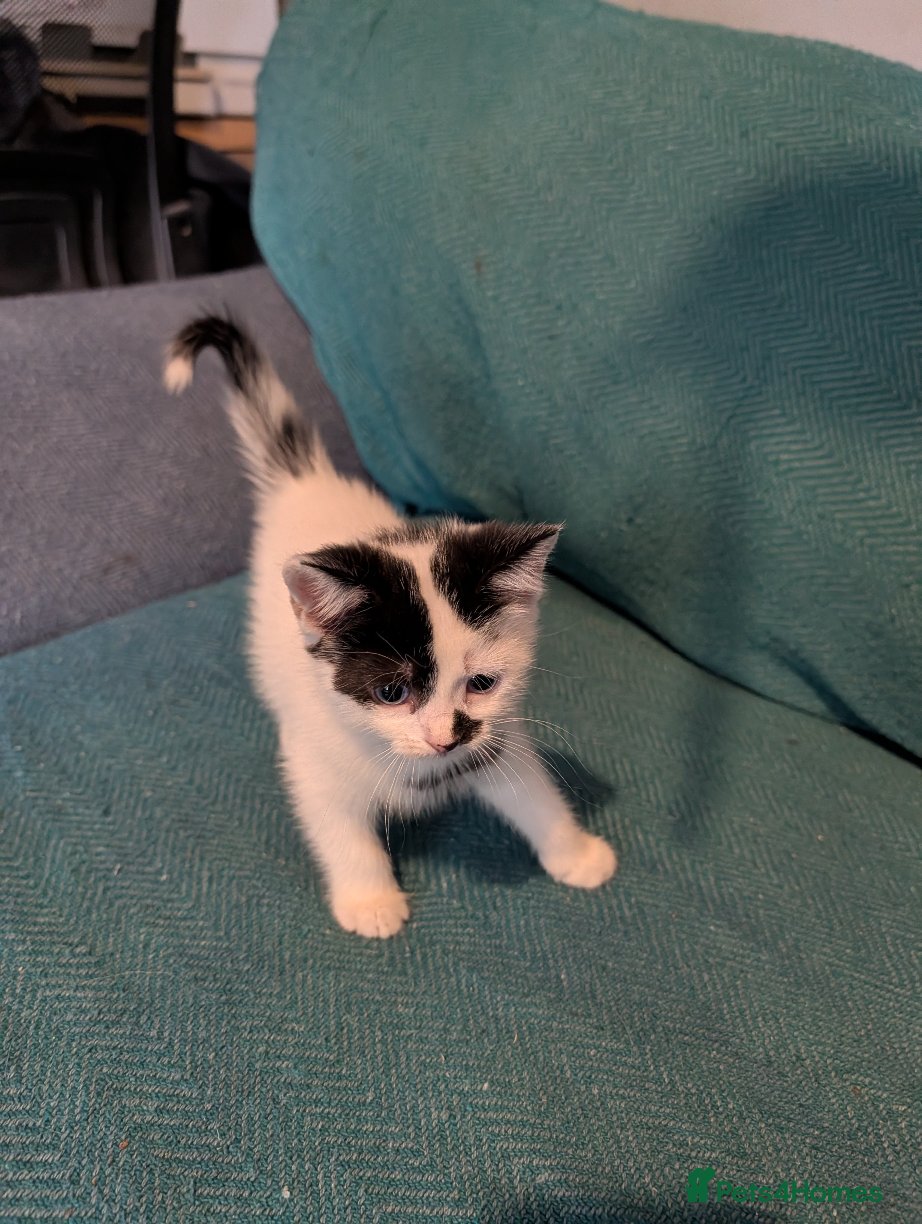 Mixed Breed cats 7 adorable kittens for sale £80-£100  - Advert 2