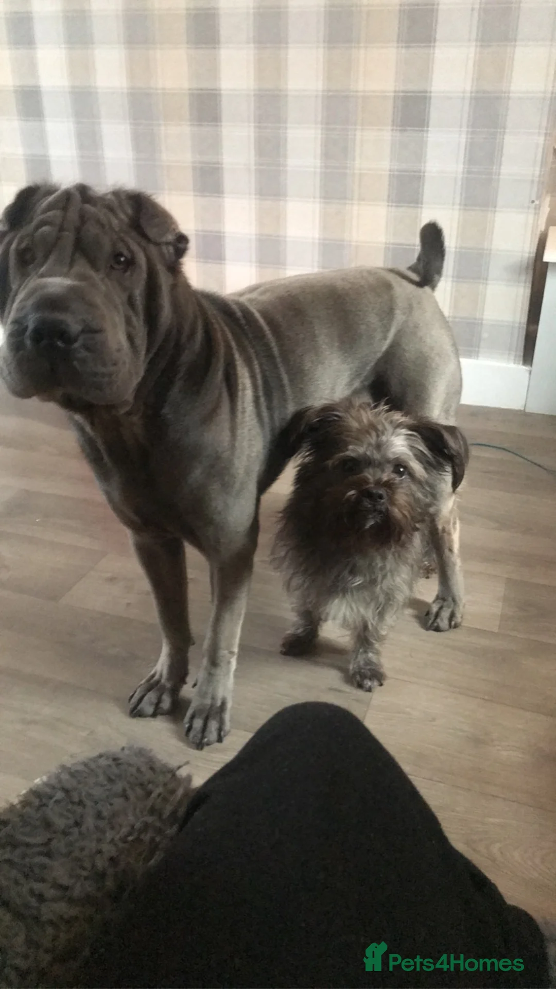 Shar Pei dogs for stud: Big boy Bleu in Sheffield - Advert 7
