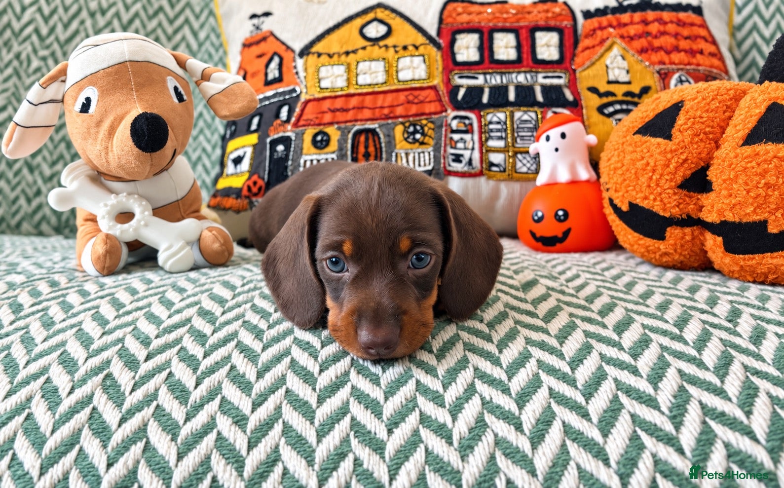 Miniature Dachshund dogs Beautiful mini dachshund girls🥰 - Advert 2
