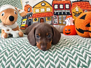 Miniature Dachshund dogs Beautiful mini dachshund girls🥰 - Advert 2