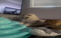 British Shorthair cats for sale: British Shorthair Kittens - Image 6