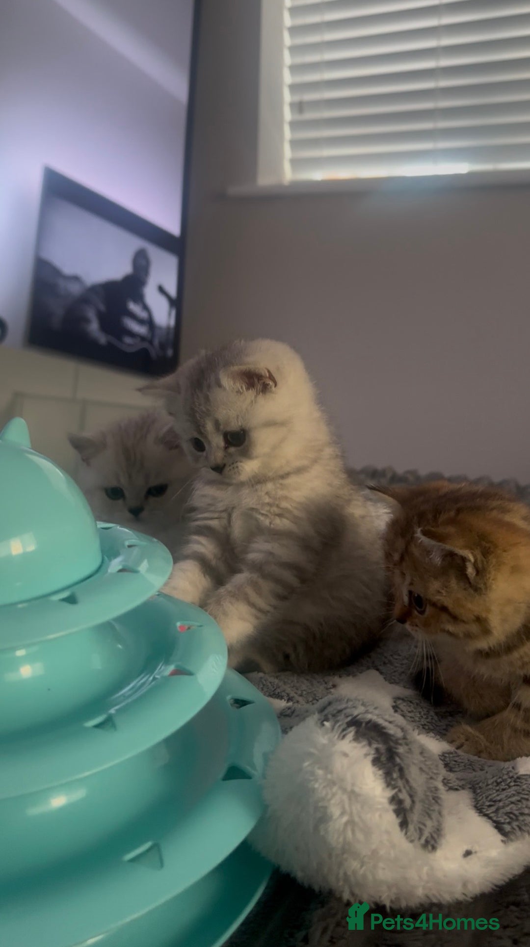 British Shorthair cats for sale: British Shorthair Kittens - Image 6