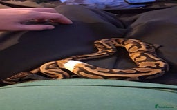 Python Snake reptiles for sale: Boa Constrictor and Royal Python for sale - Image 2