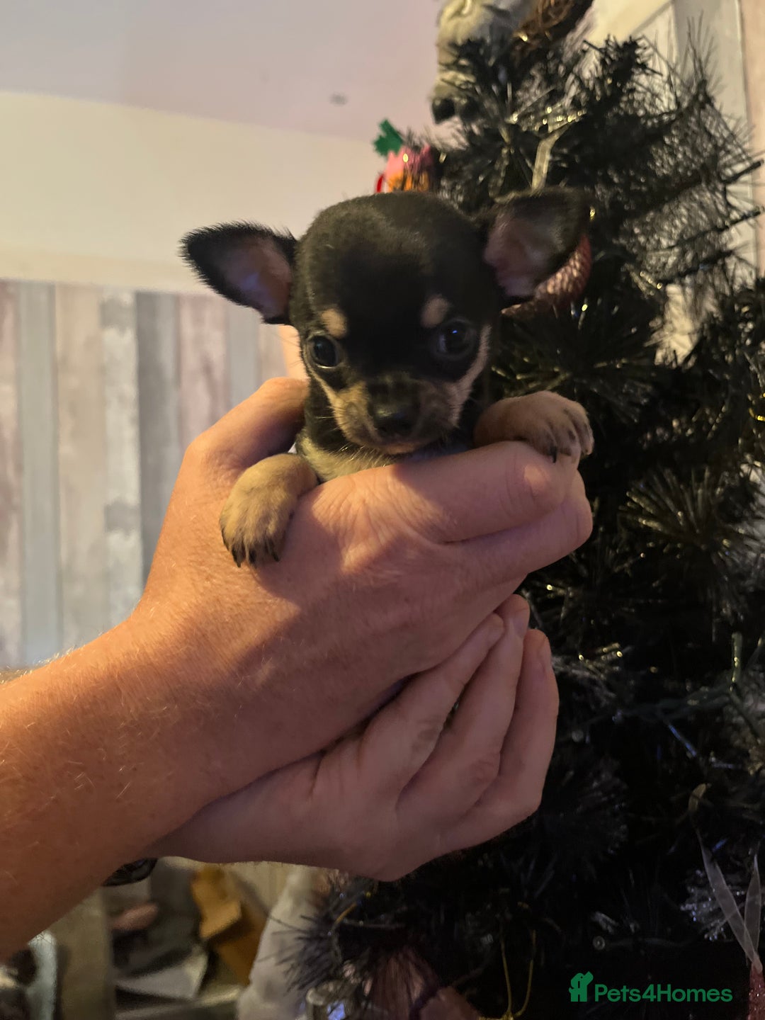 Chihuahua dogs for sale: Chihuahua puppys - Advert 3