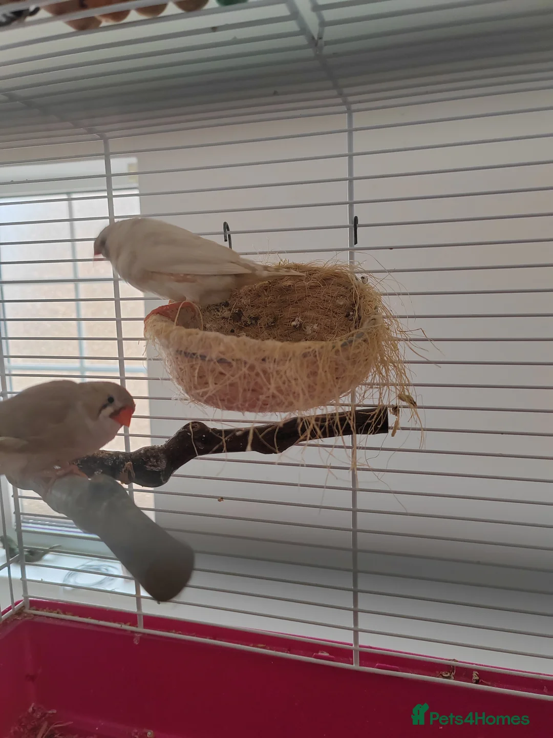 Finches birds for sale: One male and two female finches - Advert 2