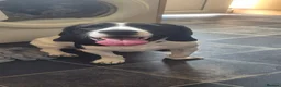 Mixed Breed dogs for sale: 3 year old beagle x spaniel in Swindon - Advert 8