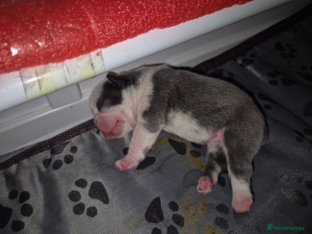 French Bulldog dogs for sale: Blue pied frenchbulldog puppies - Advert 10