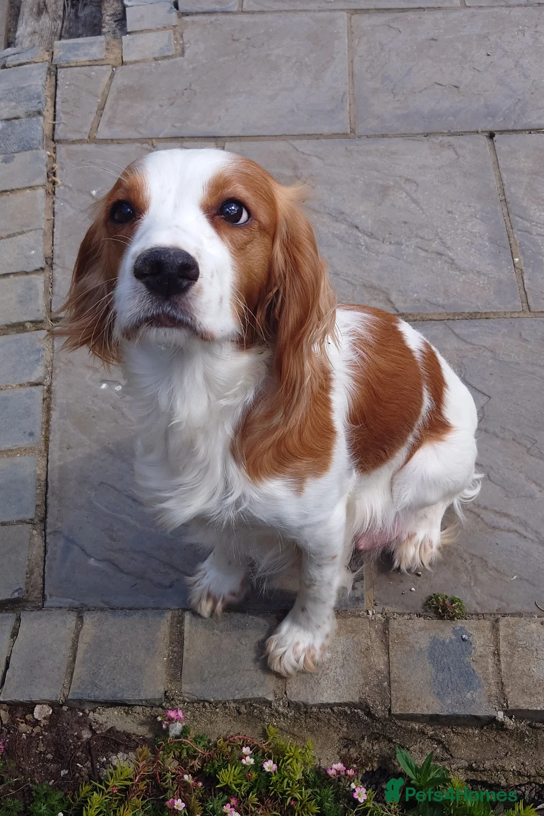 Cocker Spaniel dogs for sale: Cocker Spaniel Puppies - Advert 1