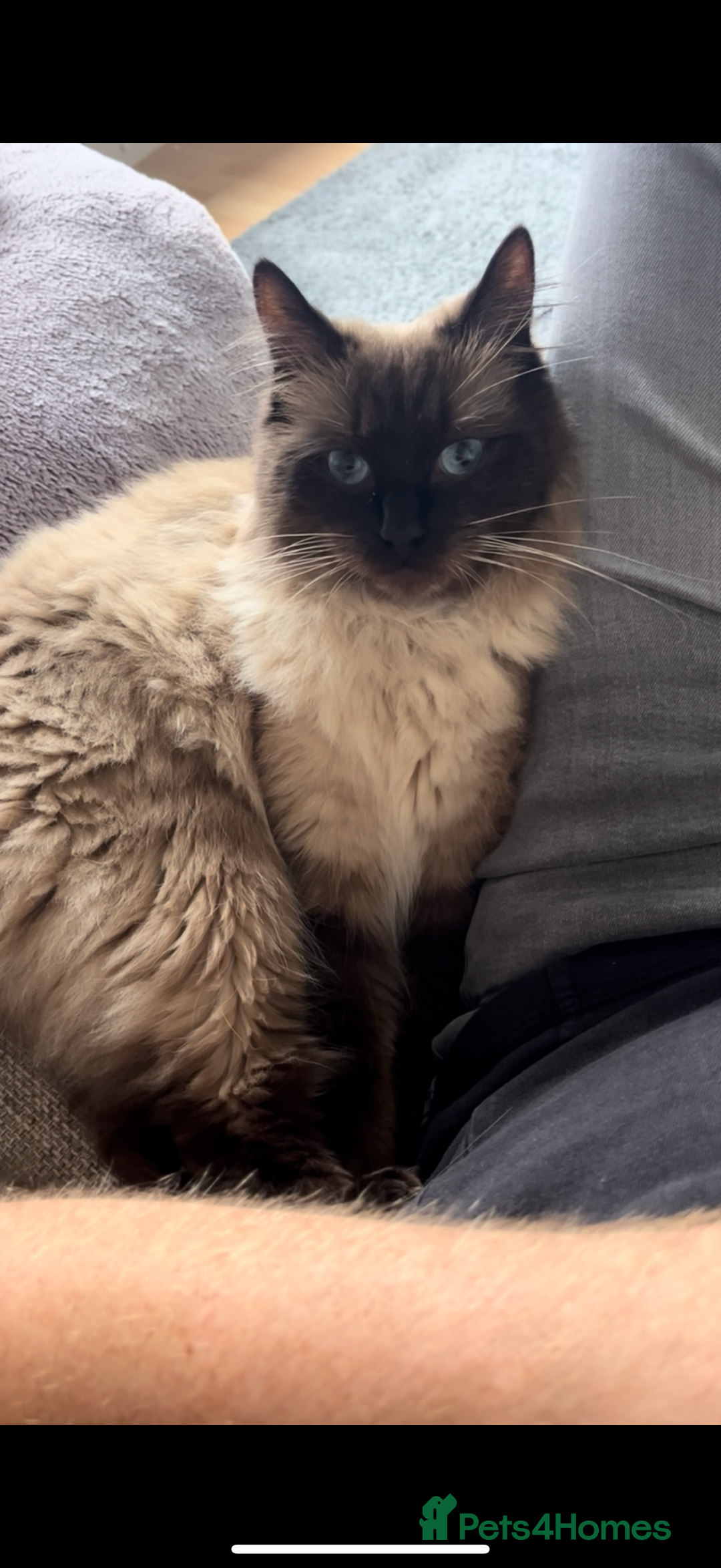 Ragdoll cats for sale: Ragdoll Male - Advert 1