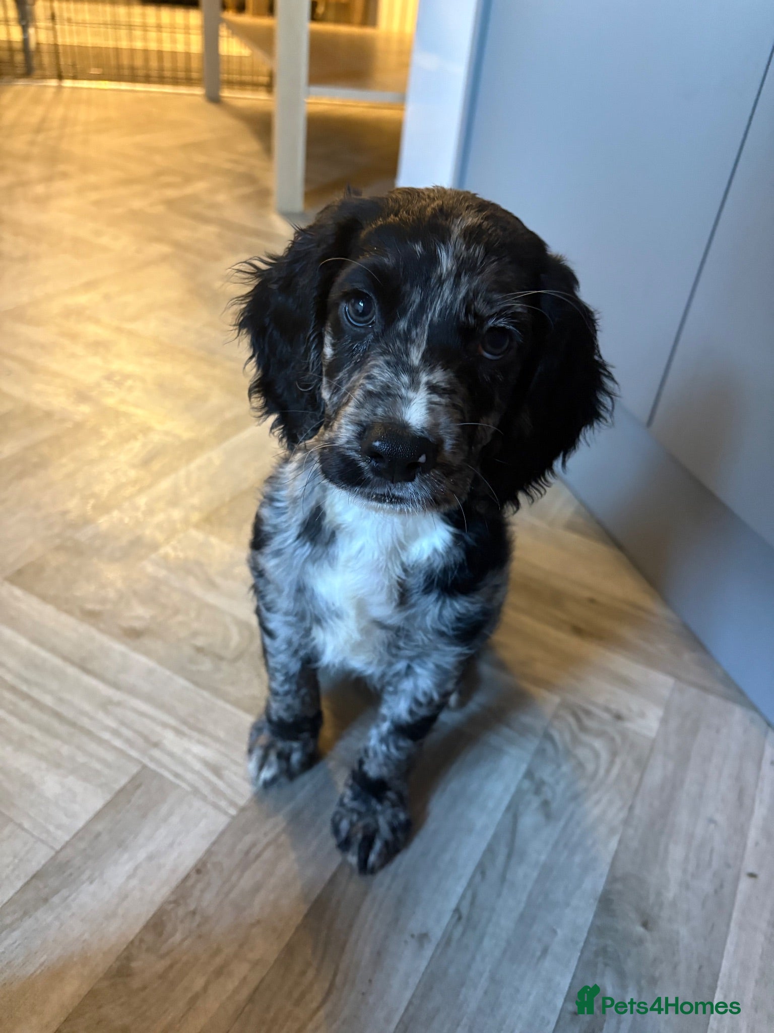 Cocker Spaniel dogs Stunning mearle cocker spaniel puppies  - Advert 2