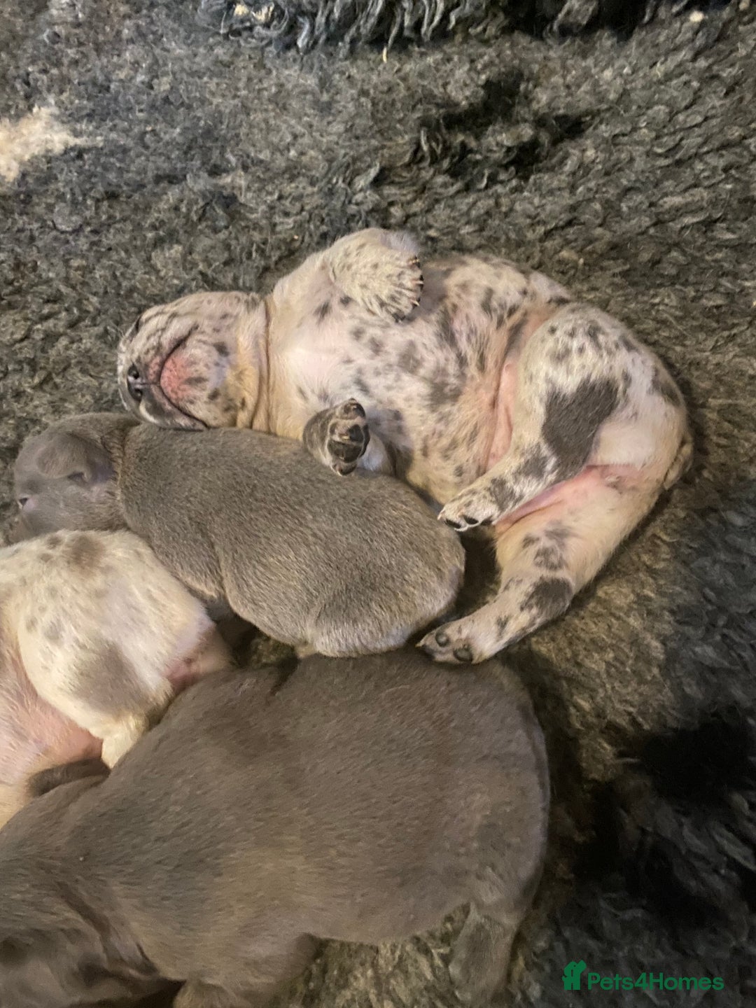 French Bulldog dogs for sale: Stunning healthy French bull dog puppies  - Image 23