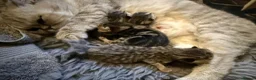 Exotic cats for sale: Exotic Shorthair Cross Kittens in Shifnal - Advert 5