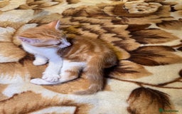 Domestic Shorthair cats for sale: Real life Garfield🤩 - Image 27