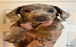 Miniature Dachshund dogs for sale: Miniature Isabella tan dapple/ blue and tan Girls - Image 5