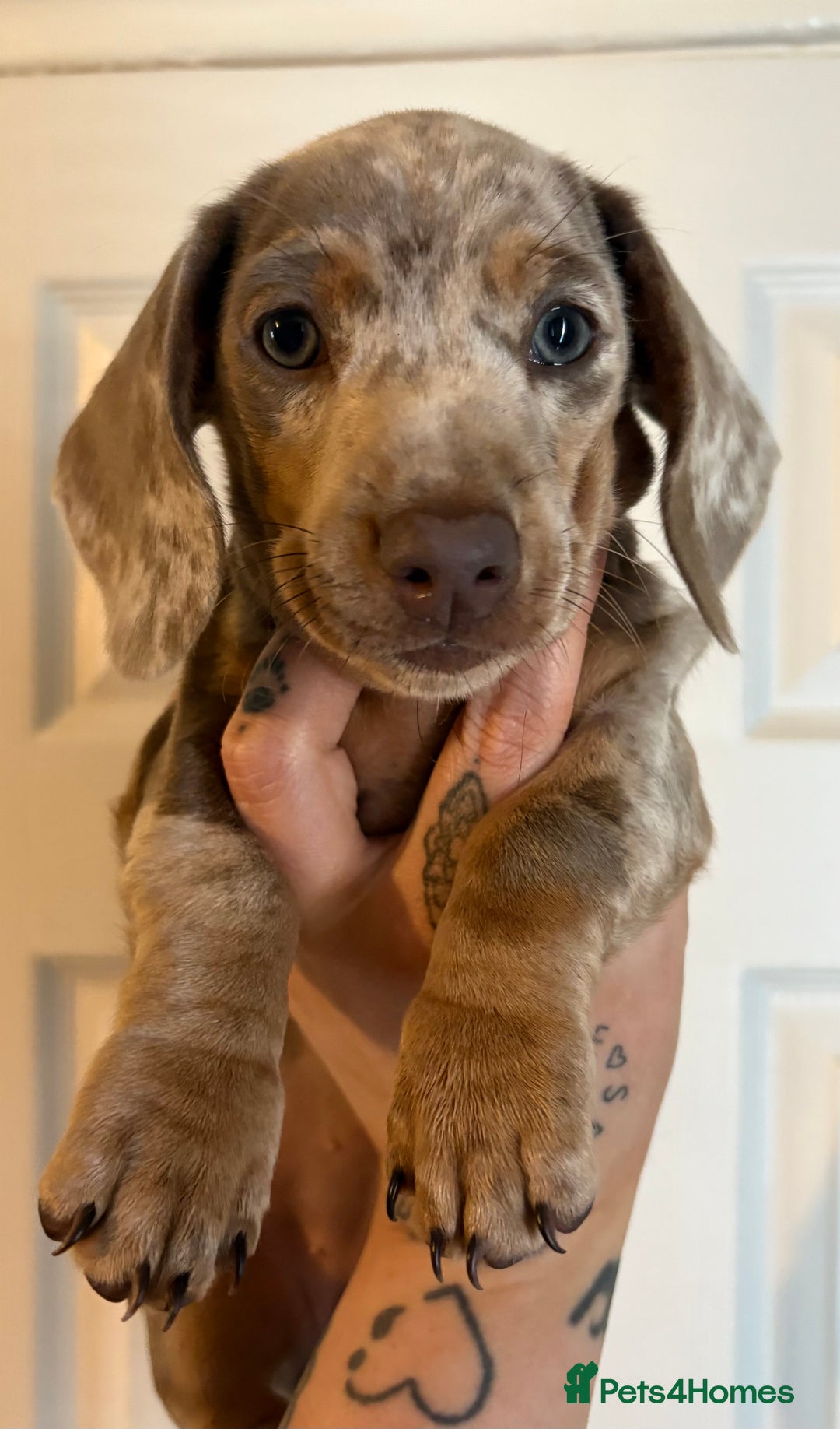 Miniature Dachshund dogs for sale: Miniature Isabella tan dapple/ blue and tan Girls - Image 5