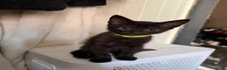 Mixed Breed cats for sale: Beautiful kittens  in Manchester - Advert 8