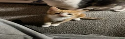 Domestic Shorthair cats for sale: 9 Gorgeous Kittens – Tabby, Ginger & Tortoiseshell - Advert 33