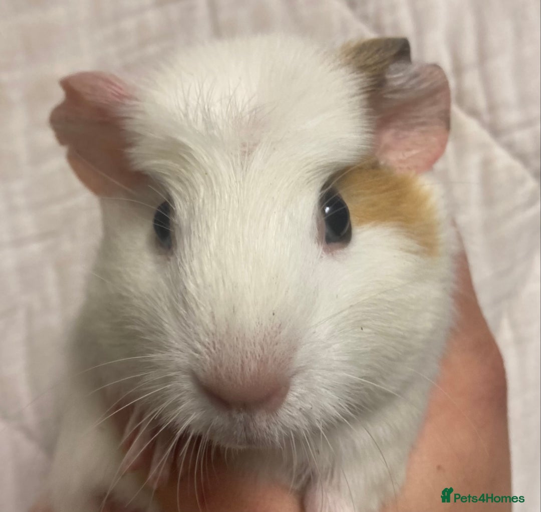 Guinea Pig rodents for sale: Baby Female Guinea Pigs For Sale  - Advert 8