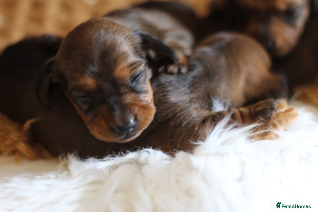 Miniature Dachshund dogs for sale: Champion Sired Show Quality Shaded Red Boys  - Image 6