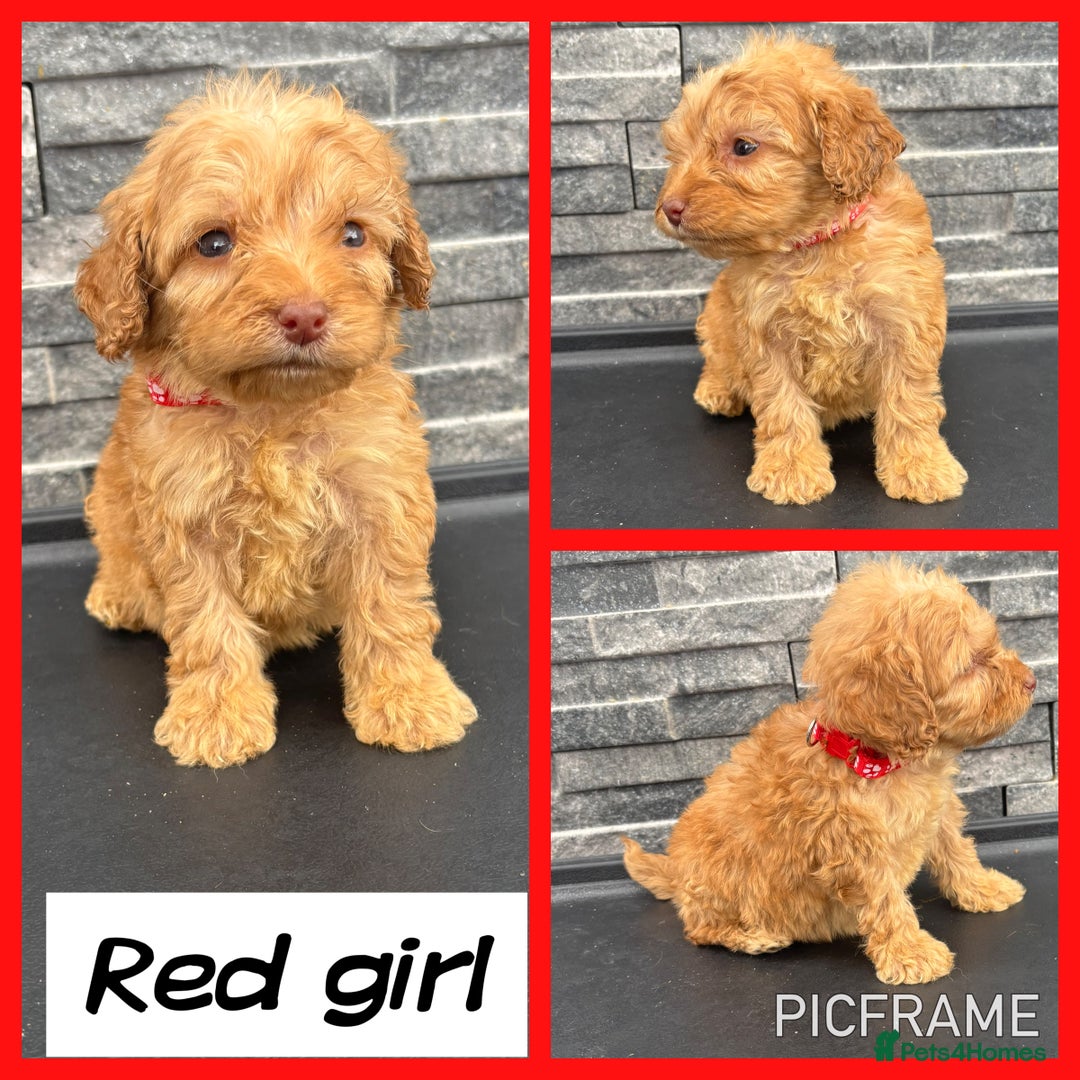 Cockapoo dogs for sale: 🩵💗OUTSTANDING F1 COCKAPOOS💓🩵 - Image 6