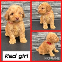 Cockapoo dogs - Advert 4