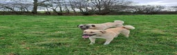 Turkish Kangal dogs for sale: Turkish Kangal - Advert 4