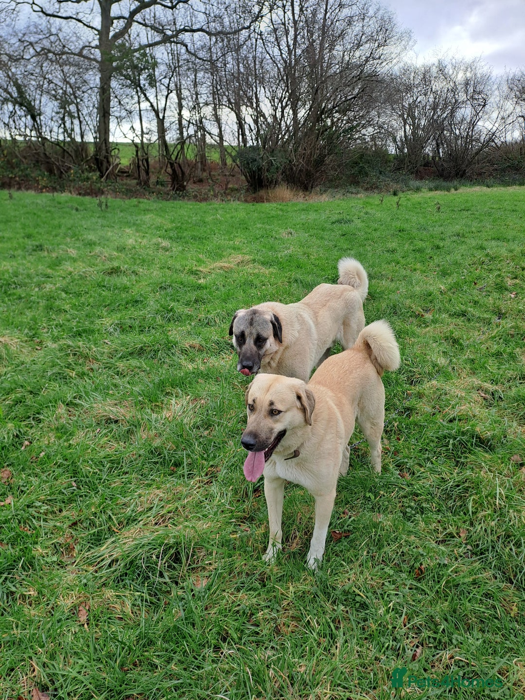 Turkish Kangal dogs for sale: Turkish Kangal - Image 4