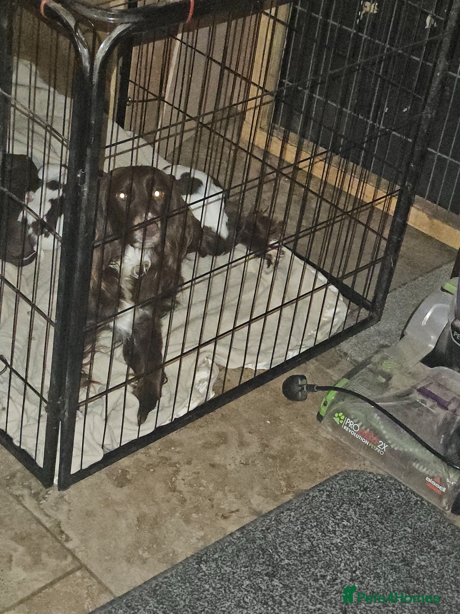 Sprocker dogs 7 stunning sprocker pups - Advert 2