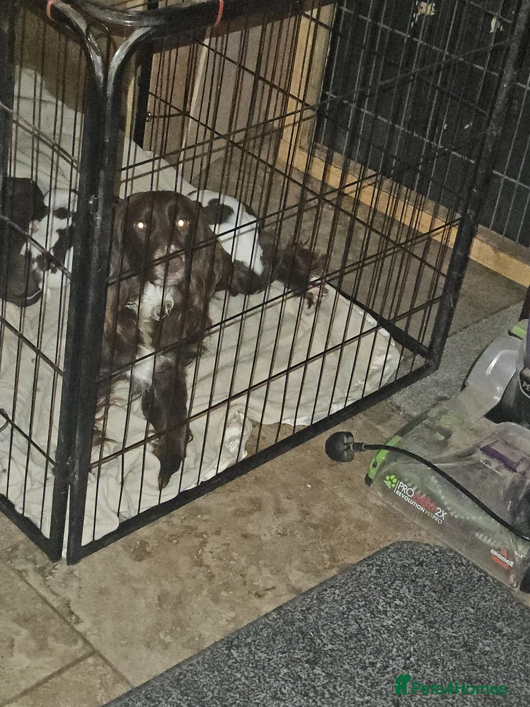 Sprocker dogs for sale: 7 stunning sprocker pups - Advert 2