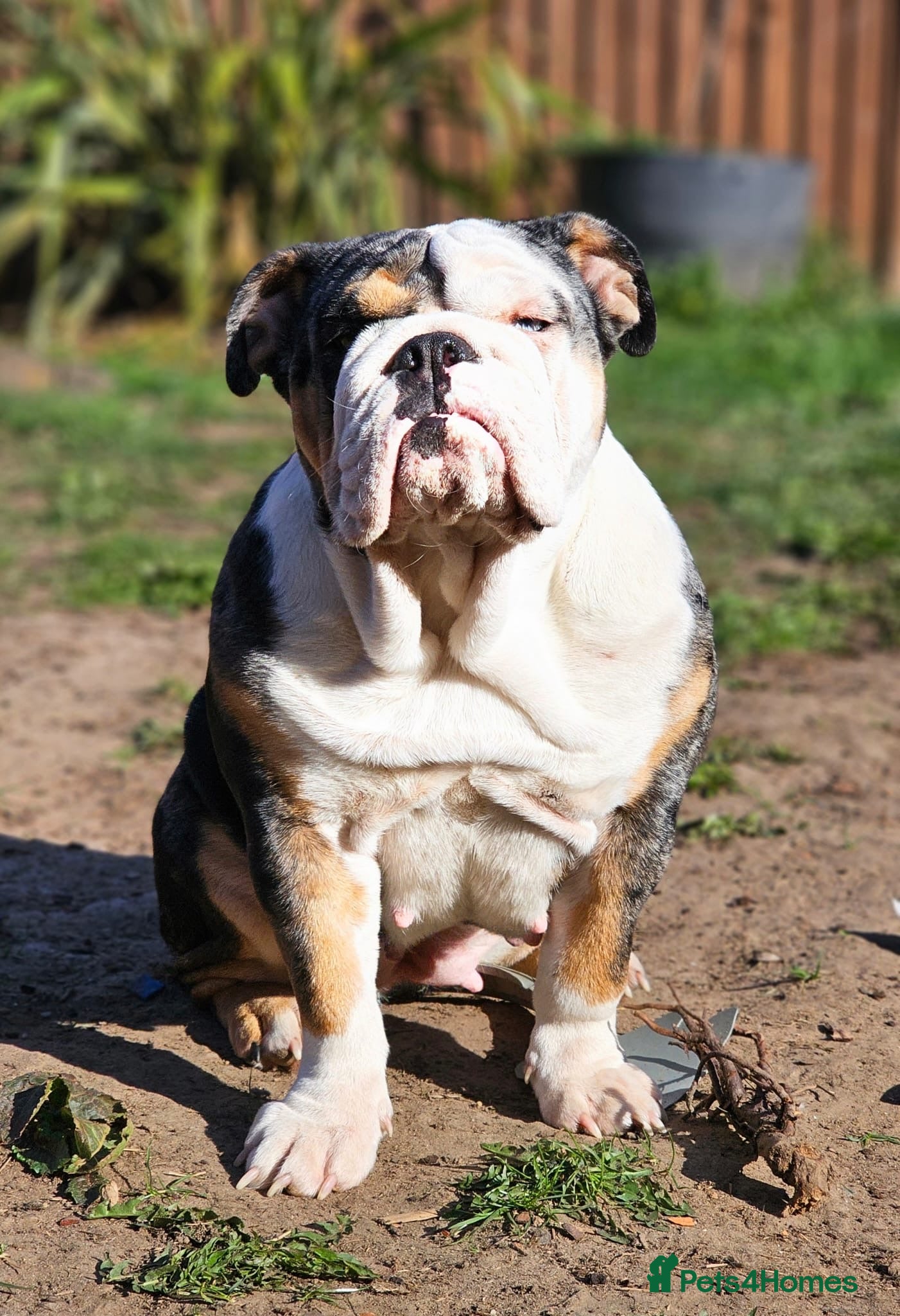 English Bulldog dogs English bulldog Merle female Babi, 2.5yrs - Advert 1