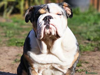 English Bulldog dogs English bulldog Merle female Babi, 2.5yrs - Advert 17